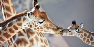 Découverte de quatre nouvelles espèces de girafe en Afrique