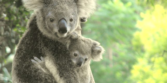Gorille de l’Est, zèbre des plaines, koala : les nouvelles espèces en voie d’extinction