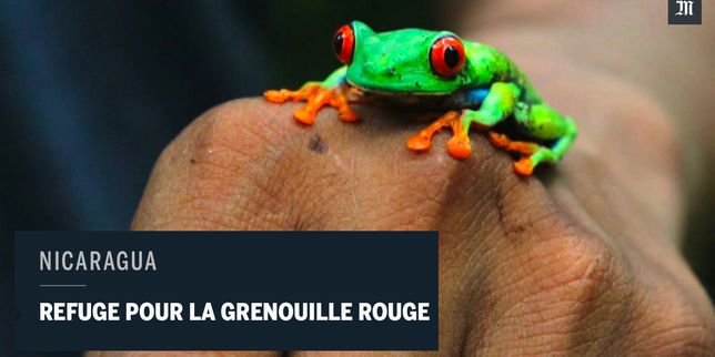 La grenouille aux yeux rouges menacée trouve refuge au Nicaragua