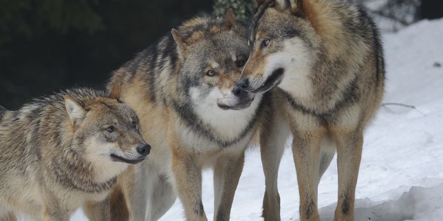 La Norvège autorise la chasse aux loups