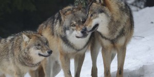 La Norvège autorise la chasse aux loups