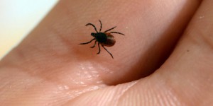 Un plan de lutte contre la maladie de Lyme