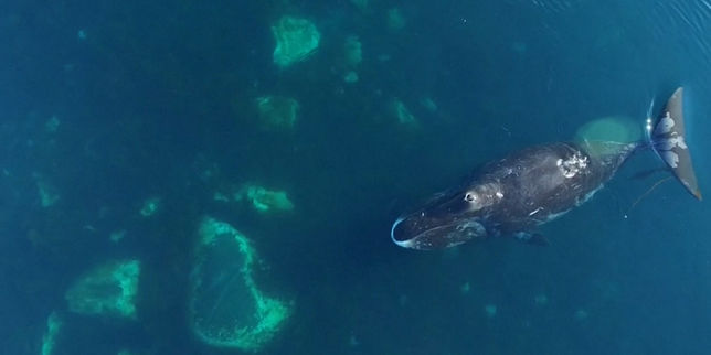 Images rares de baleines boréales dans l’Arctique