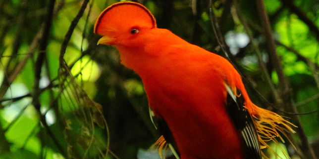 Plus de 200 espèces d’oiseaux menacées par une extinction rapide