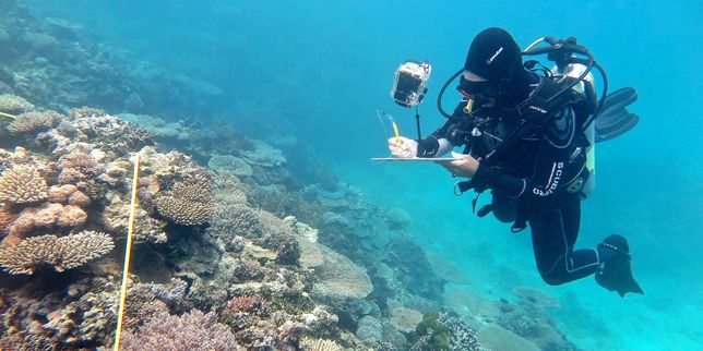 Année noire pour la Grande Barrière de corail