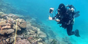 Année noire pour la Grande Barrière de corail