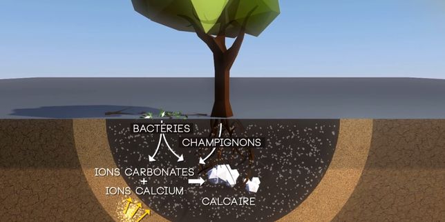 Ces arbres « sauveurs » qui stockent le dioxyde de carbone dans le sol