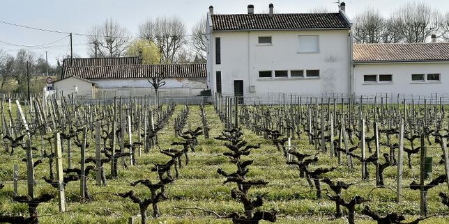 Deux châteaux viticoles du Bordelais mis en examen pour épandage de pesticides près d’une école