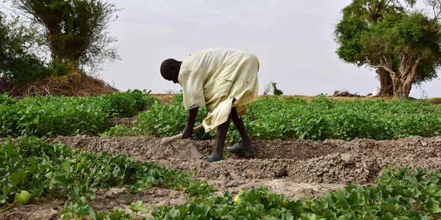 « Climat : l’agriculture fait partie de la solution »