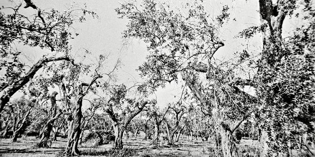 Des oliveraies totalement dépouillées