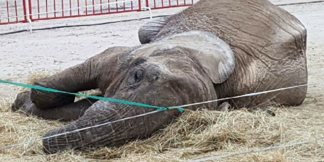 « La situation des éléphants dans les cirques est gravement préoccupante »