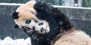 2016, une bonne année pour les bébés pandas
