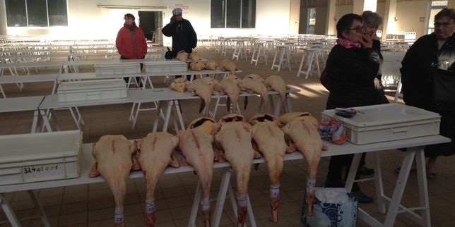 Dans le Gers, les producteurs de foie gras face à l’hécatombe de la grippe aviaire