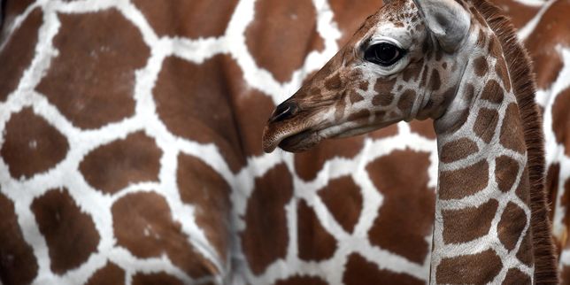 La girafe désormais sur la longue liste des espèces menacées