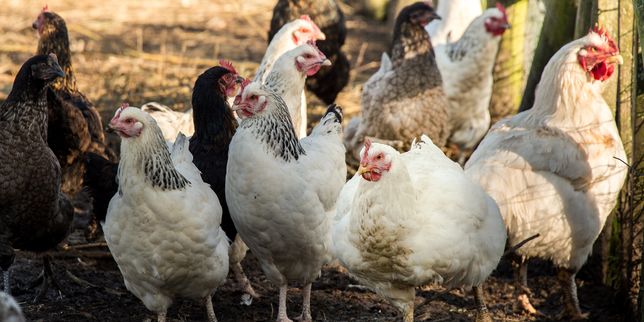 Grippe aviaire : 27 foyers confirmés dans des élevages du Sud-Ouest
