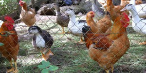 Grippe aviaire : la France passe en risque élevé