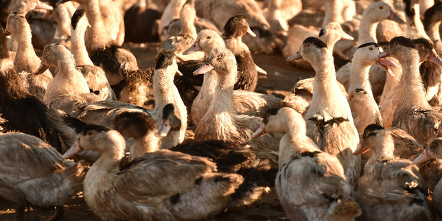 Grippe aviaire : un zoo russe abat tous ses oiseaux