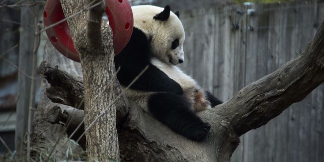 Le panda vedette Bao Bao quitte les Etats-Unis à bord d’un avion-cargo spécialement affrété