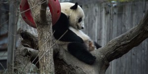 Le panda vedette Bao Bao quitte les Etats-Unis à bord d’un avion-cargo spécialement affrété