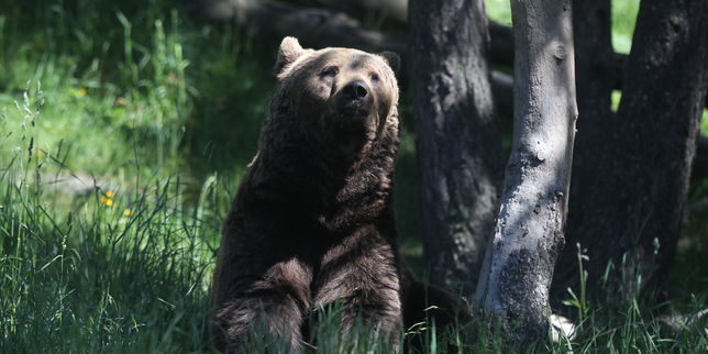 Quel avenir pour l’ours dans les Pyrénées ?