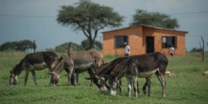 Pourquoi les Chinois veulent la peau des ânes africains