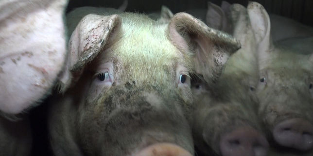Scandale sanitaire dans un élevage breton de cochons