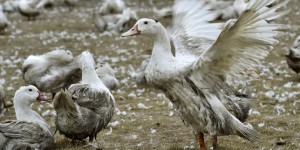 La filière foie gras s’engage à mieux lutter contre la grippe aviaire