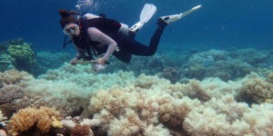 La Grande barrière de corail ne se remettra pas du réchauffement des eaux