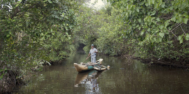 La résurrection de la mangrove au Sri Lanka
