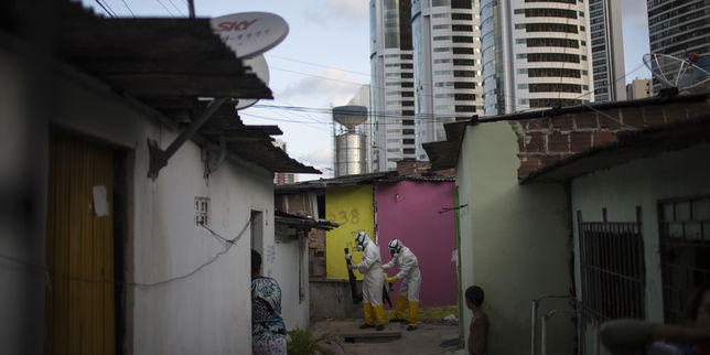 Au Brésil, le recul massif de l’épidémie de Zika est une énigme