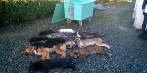 La SPA de Pau suspectée d’euthanasies « massives » d’animaux
