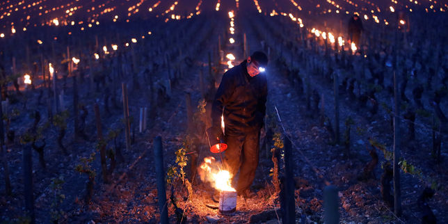 Les vignes de Bordeaux et Cognac touchées au cœur par le gel