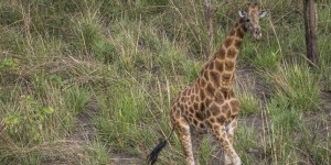 Les derniers jours des girafes du Congo