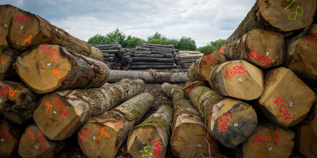 La justice annule l’autorisation d’exploitation de la plus grande centrale biomasse de France