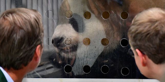 L’arrivée à Berlin de deux pandas géants très « diplomatiques »