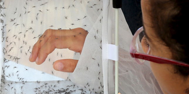 Les moustiques OGM ne sont « pas une solution miracle » contre les maladies