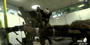 Pandas : premières images au zoo de Berlin