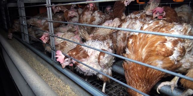 Scandale sanitaire dans un élevage de poules en Vendée : L214 maintient sa plainte