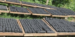 Au Cameroun, une start-up de charbon bio attend ses investisseurs