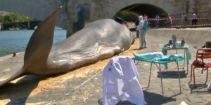 Un faux cadavre de baleine sur les quais de Seine
