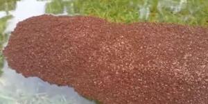 Après le passage de Harvey, des images de colonies flottantes de fourmis de feu émergent