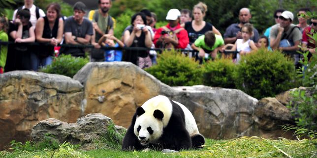 Entre divertissement et conservation des espèces, les zoos mènent leur business