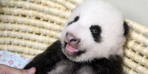 Le panda, ambassadeur du « soft power » chinois