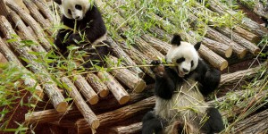 Dix questions sur la naissance des premiers bébés pandas en France