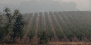 Les vignobles californiens très touchés par les incendies