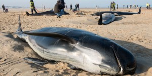 Les mammifères marins sont de plus en plus nombreux à s’échouer sur les côtes françaises