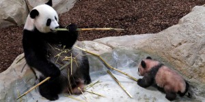 Au zoo de Beauval, première sortie pour Yuan Meng, le bébé panda