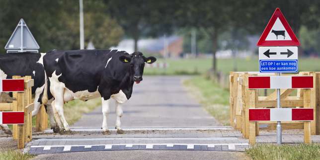 Hermien, la vache rebelle qui suscite la solidarité des internautes néerlandais