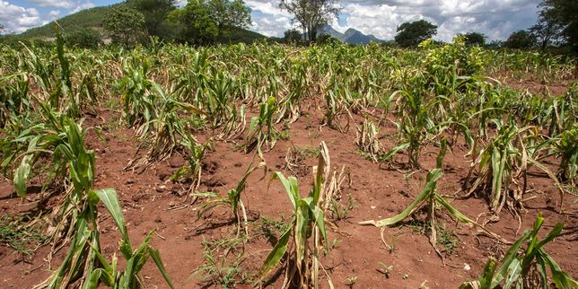 Thierry Brugvin : « L’accaparement des terres agricoles du Sud renforce les famines »