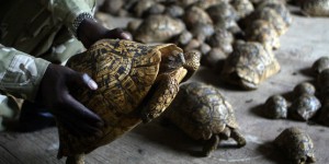 En Asie, explosion des importations d’animaux africains protégés